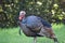 Wild Male Turkey Portrait For Bird Identification