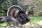 Wild Male Turkey Watching Over Female Turkeys In Early Spring In Northern California