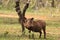 Wild male warthog in african wilderness bush safari  