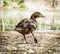 Wild mallard duck with the broken leg, bird scene