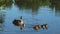 Wild Mallard Duck with Ducklings Floating in Pond