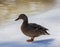 Wild mallard duck in mating color sits on white ice