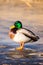 Wild Mallard ducks sitting in lake ice.