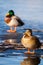 Wild Mallard ducks sitting in lake ice.