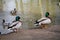 Wild mallard Ducks walks on the shore of pond and swimming inside lake water.