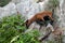 The wild Mallorcan goat in Sa Calobra bay in Majorca