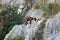 The wild Mallorcan goat in Sa Calobra bay in Majorca