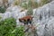 The wild Mallorcan goat in Sa Calobra bay in Majorca