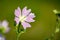 Wild mallow flower