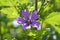 Wild mallow, Malva silvestris, Bavaria, Germany, Europe