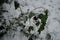 The wild mallow, Malva sylvestris, under the snow in December. Malva sylvestris is a species of the mallow genus Malva. Berlin