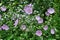 Wild mallow in the summer garden.Common Mallow - Malva sylvestris Pink Wild Flower