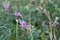 Wild mallows in bloom seen up close