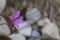 Wild mallows in bloom seen up close