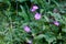 Wild mallows in bloom seen up close