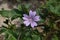 Wild mallows in bloom seen up close