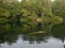 Wild manatee swimming in wide lake Wakulla Springs Florida