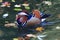 Wild mandarin duck