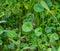 Wild Many flower marsh pennywort or dollar weed - Hydrocotyle umbellata - closeup or deep green round leaves. common aquatic plant