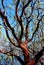 Wild Manzanita tree, Yosemite National Park