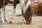 Wild mare browsing grass on Assateague Island, Maryland.