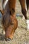 Wild mare browsing grass on Assateague Island, Maryland.