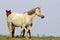 Wild mare with foal on the Black Sea coast