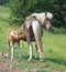 Wild mare with foal nursing