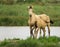 A wild mare and it& x27;s foal at a lagoon