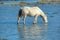 Wild mare in the water