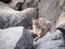 Wild Mareeba Rock Wallaby