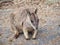 Wild Mareeba Rock Wallaby