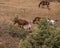 Wild mares and foals follow the leader to grazing area