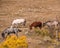 Wild mares and foals follow the leader to grazing area