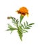Wild marigold flowers, bud and leaves isolated