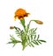 Wild marigold flowers, bud and leaves isolated