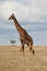 Wild Massai Giraffe roaming around the Serengeti in Tanzania