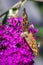 Wild Meadow Argus Butterfly Feeding on Dark Purple Buddleja Flowers, Romsey, Victoria, Australia, January 2021