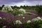 Wild meadow with blooming purple thistle and white angelica archangelica flowers.