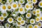Wild meadow camomile daisies