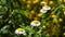 Wild meadow chamomile flowers over green