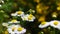 Wild meadow chamomile flowers over green