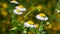 Wild meadow chamomile flowers over green