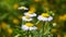 Wild meadow chamomile flowers over green