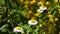 Wild meadow chamomile flowers over green