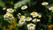 Wild meadow chamomile flowers in wind over green