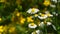 Wild meadow chamomile flowers in wind over green