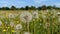 A wild meadow of dandelion seed heads and buttercups