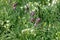 Wild meadow flowers including snake head fritillaria