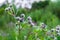 Wild meadow flowers.Lush flowering meadow flowers warm July evening